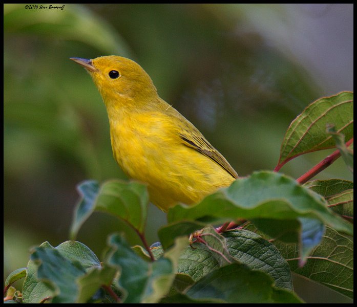 _4SB8655 yellow warbler.jpg
